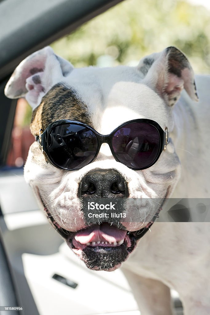 Cachorro em óculos de sol - Foto de stock de Animal royalty-free