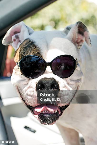 Foto de Cachorro Em Óculos De Sol e mais fotos de stock de Animal - Animal, Animal de estimação, Barraca de Sol