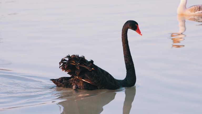 Black swan swimming in lake