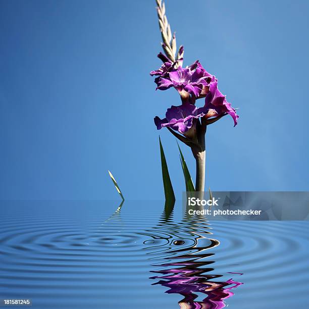 Violeta Gladiolo Foto de stock y más banco de imágenes de Amor - Sentimiento - Amor - Sentimiento, Belleza de la naturaleza, Botánica