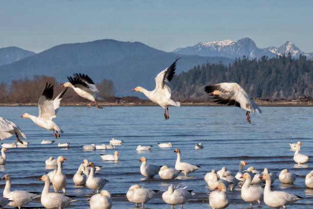 istock Snow Geese at Iona Beach in winter, Richmond, Canada 1815813085