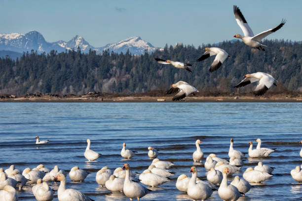 istock Snow Geese at Iona Beach in winter, Richmond, Canada 1815813589