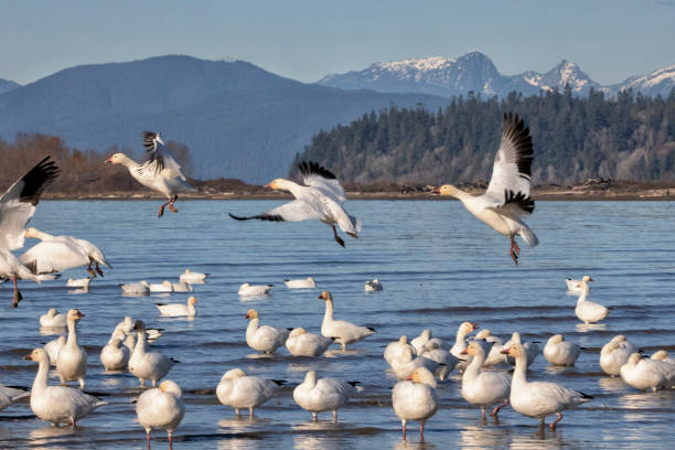 istock Snow Geese at Iona Beach in winter, Richmond, Canada 1815813590