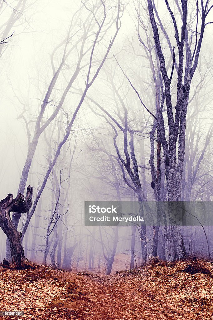 Фантастический темный лес с Туман - Стоковые фото Без людей роялти-фри