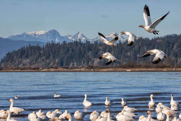 istock Snow Geese at Iona Beach in winter, Richmond, Canada 1815814095