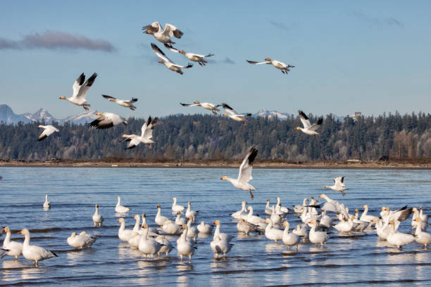 istock Snow Geese at Iona Beach in winter, Richmond, Canada 1815816633