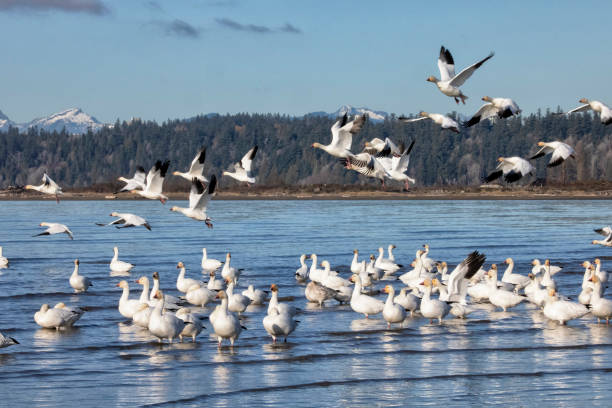 istock Snow Geese at Iona Beach in winter, Richmond, Canada 1815816634