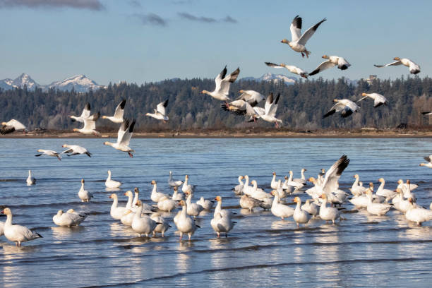 istock Snow Geese at Iona Beach in winter, Richmond, Canada 1815816637