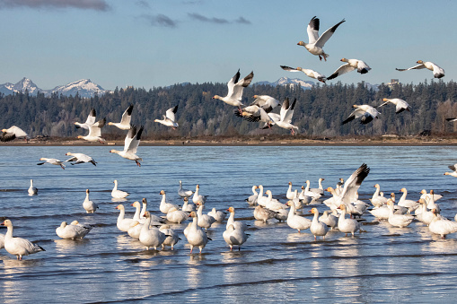 Snow Geese at Iona Beach in winter, Richmond, Canada
