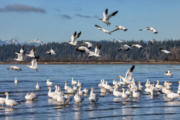 Snow Geese at Iona Beach in winter, Richmond, Canada