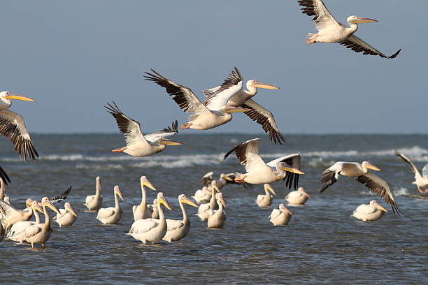 istock flock of pelicans flying over water 181581745