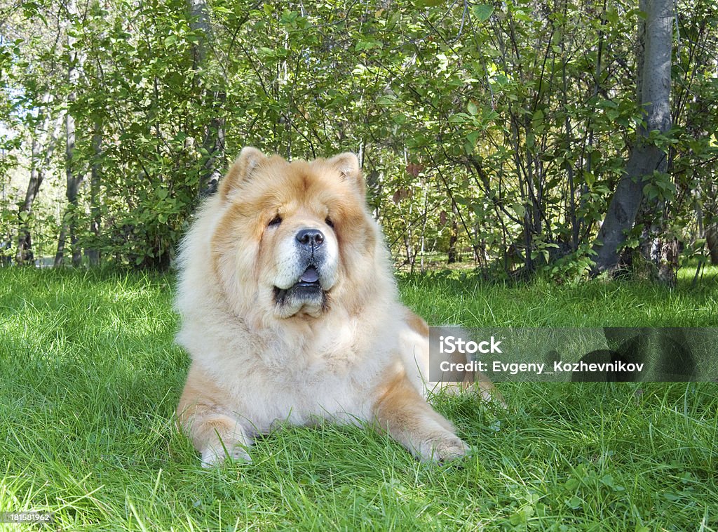 Chow-Chow cão no Parque da cidade - Royalty-free Animal Foto de stock