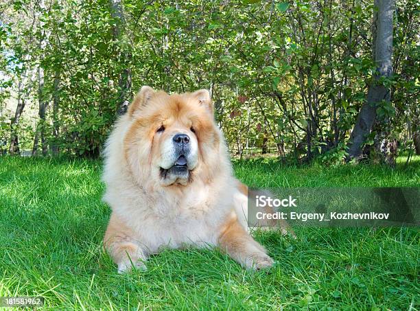 Chowchow Cão No Parque Da Cidade - Fotografias de stock e mais imagens de Animal - Animal, Animal de Estimação, Ao Ar Livre