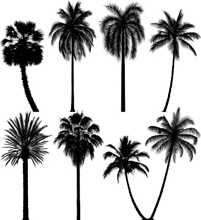 Highly detailed palm tree silhouettes.