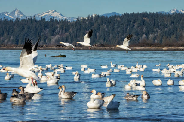 istock Snow Geese at Iona Beach in winter, Richmond, Canada 1815831120