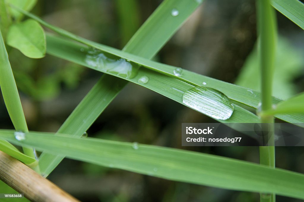 Pingos de Chuva - Royalty-free Beleza natural Foto de stock