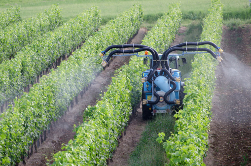 Spraying of grapevines in vineyard in france