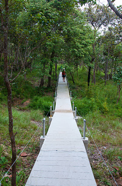 istock Pathway in the forest at national park 181583925