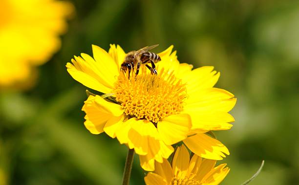 istock The bee at work on  yellow flower 181583938