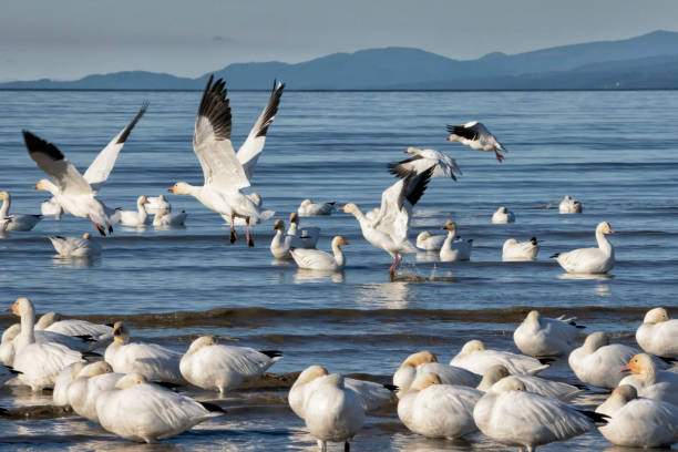 istock Snow Geese at Iona Beach in winter, Richmond, Canada 1815841433