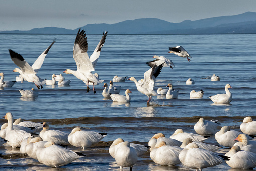 Snow Geese at Iona Beach in winter, Richmond, Canada