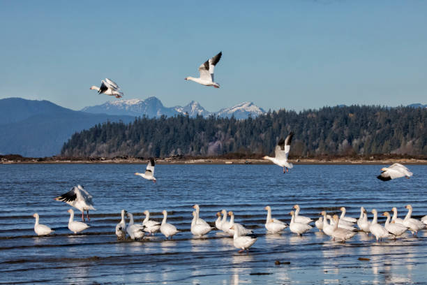 istock Snow Geese at Iona Beach in winter, Richmond, Canada 1815841937