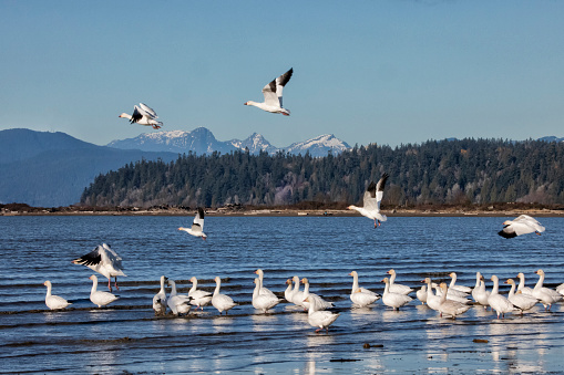 Snow Geese at Iona Beach in winter, Richmond, Canada