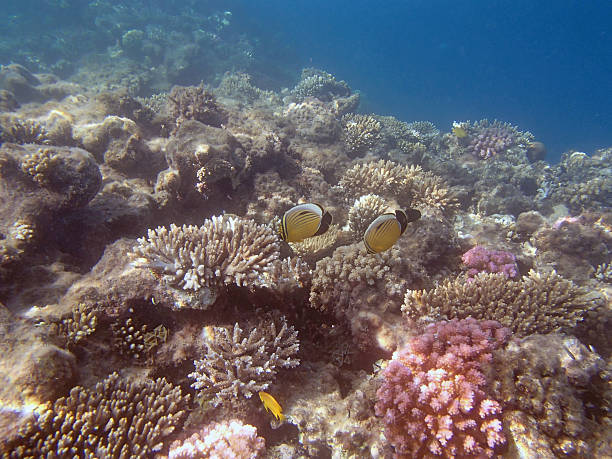 istock snorkeling in the red sea 181584219