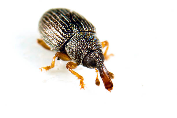 rice weevil a small insect with a hard shell, that eats grain, nuts and other seeds and destroys crops rice weevils sitophilus oryzae stock pictures, royalty-free photos & images