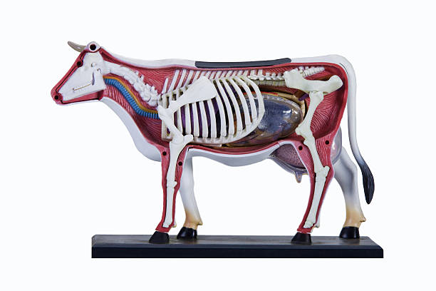 корова анатомия модели - animal skull cow animal skeleton animal стоковые фото и изображения