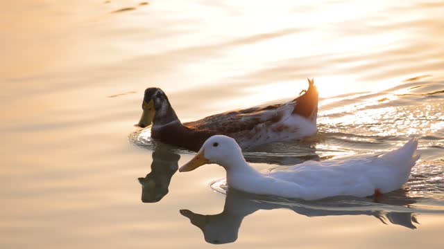 Ducks swimming in lake water