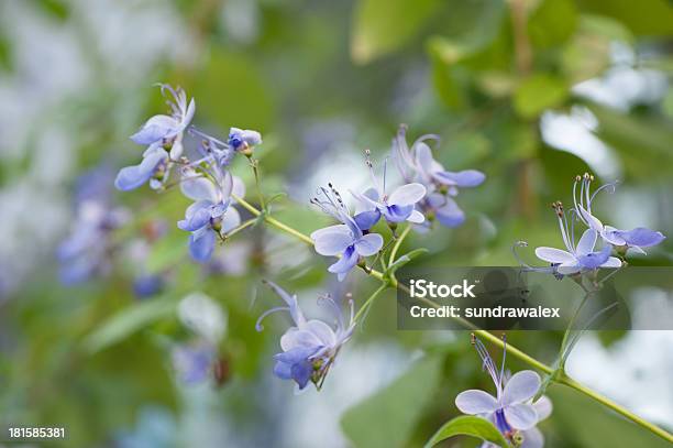 Photo libre de droit de Verbenaceae Clerodedron Ugadanse banque d'images et plus d'images libres de droit de Agriculture - Agriculture, Arbre en fleurs, Beauté de la nature