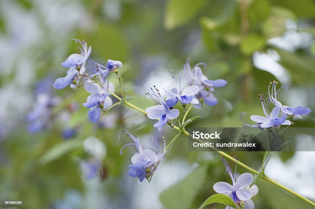 Verbenaceae Clerodedron ugadanse - Foto de stock de Agricultura royalty-free