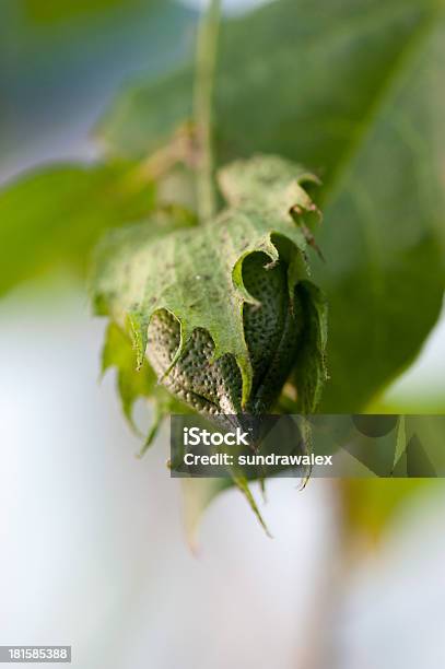 Malvaceae Gossypium Tomentosum - Fotografias de stock e mais imagens de Agricultura - Agricultura, Algodão, Ao Ar Livre