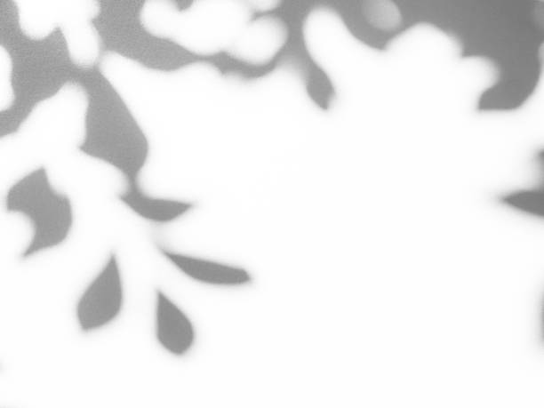 istock Shadow Effect Background Mockup Black Frame Reslistic Shade Gray Leaf Overlay Leaves Tree Tropic summer Plant Light White Floor Abstract Sunlight Backdrop Minimal Mockup 3d Bg Wall Nature Sun Scene. 1815856288