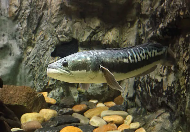 fish Great snakehead.(Channa micropeltes) in aquarium