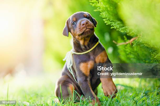 Little Doberman Pinscher - Fotografias de stock e mais imagens de Andar - Andar, Animal, Animal Doméstico