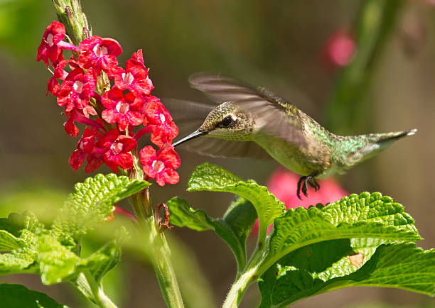istock Ruby Throated Hummingbird in flight feeding from red flowers 181586098