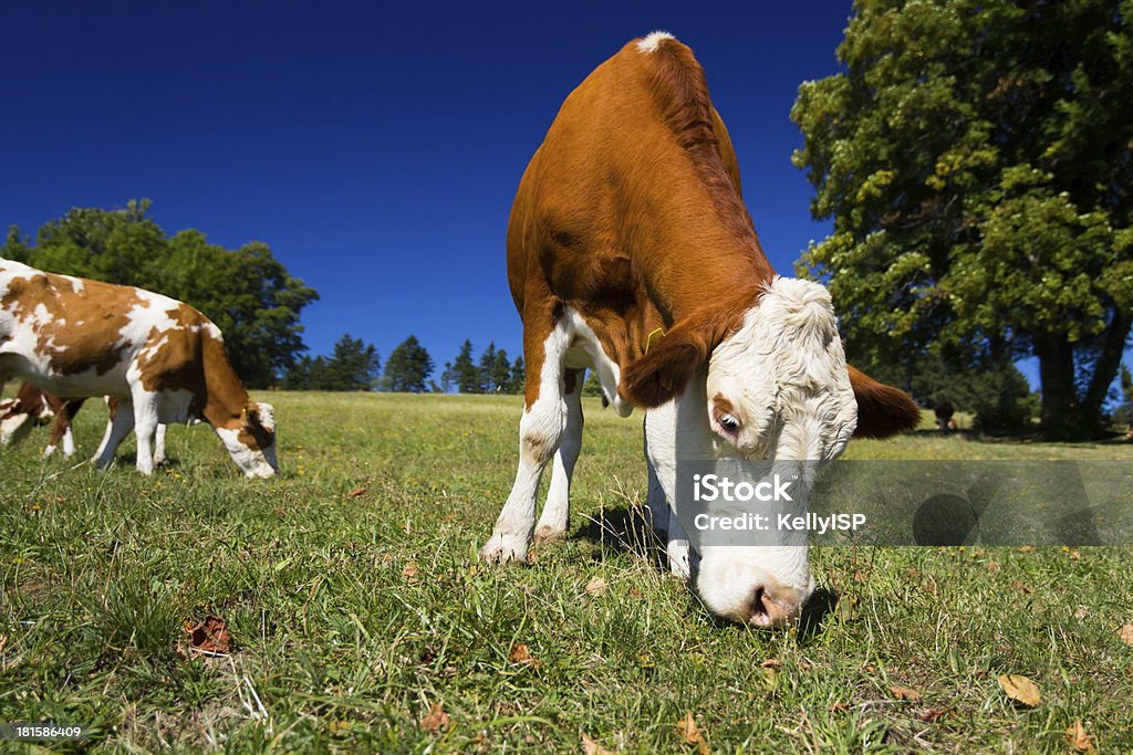 Cows on pasture - Foto de stock de Concept Does Not Exist libre de derechos