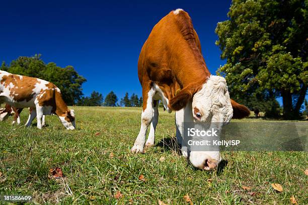 Cows On Pasture Foto de stock y más banco de imágenes de Concept Does Not Exist - Concept Does Not Exist, Ganado domesticado, Agricultura