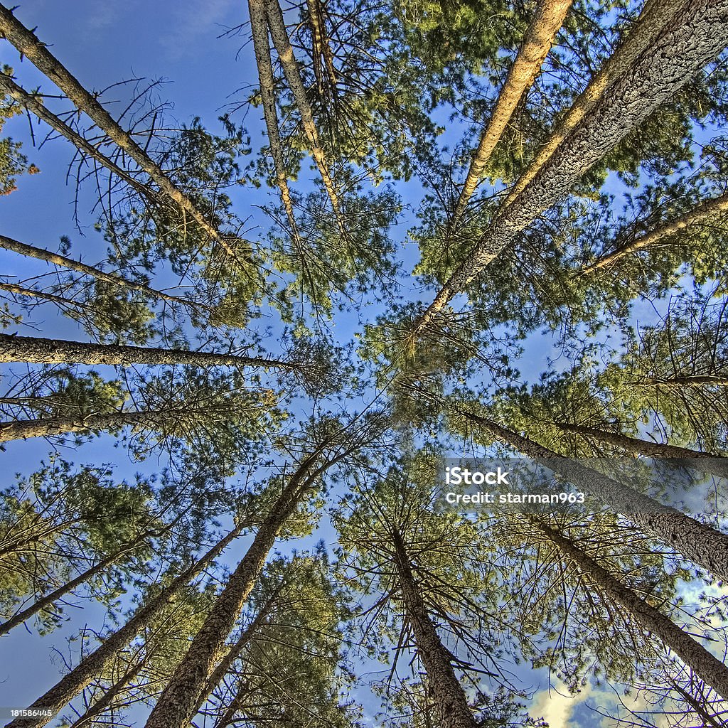 Árboles desde abajo - Foto de stock de Aire libre libre de derechos