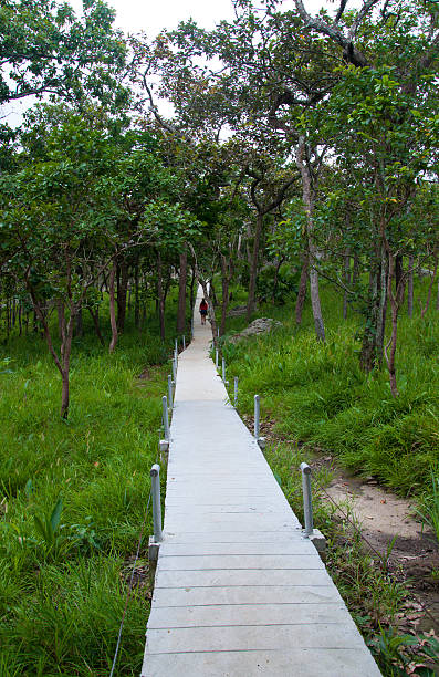 istock Pathway in the forest at national park 181586531