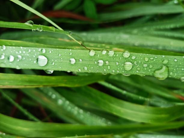 istock morning dew clings to the leaves 1815869596