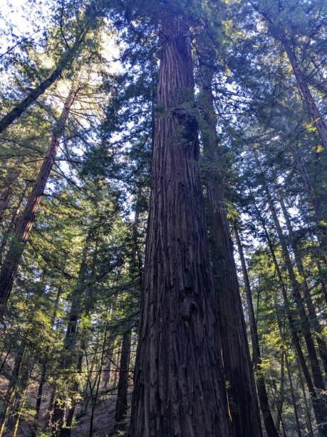 istock Large redwood in Armstrong Woods 1815872424