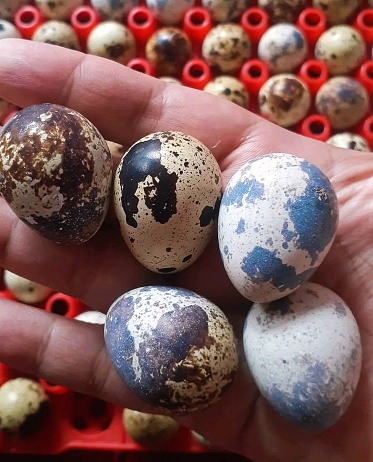 farmed quail eggs