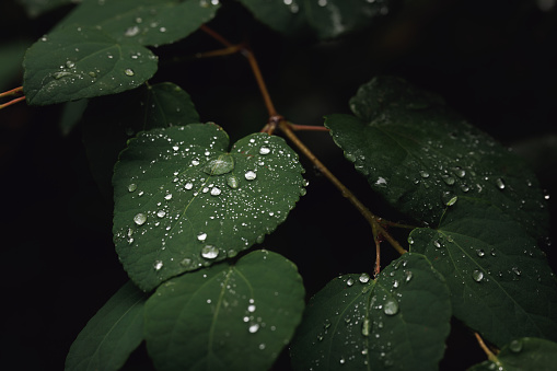 Raindrops pooling on leaves in moody light