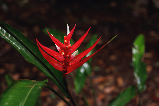 A beautiful fully-bloomed costus in the jungle