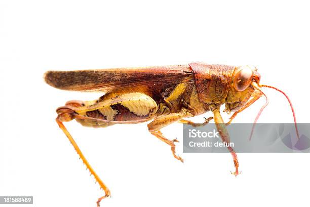 Foto de Insetos Grasshopper Locust e mais fotos de stock de Animal - Animal, Antena - Parte do corpo animal, Artrópode