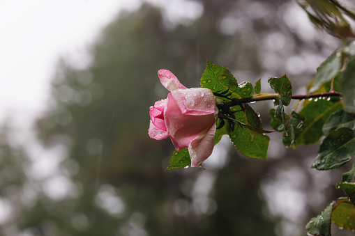 Wichura's rose\nRosaceae