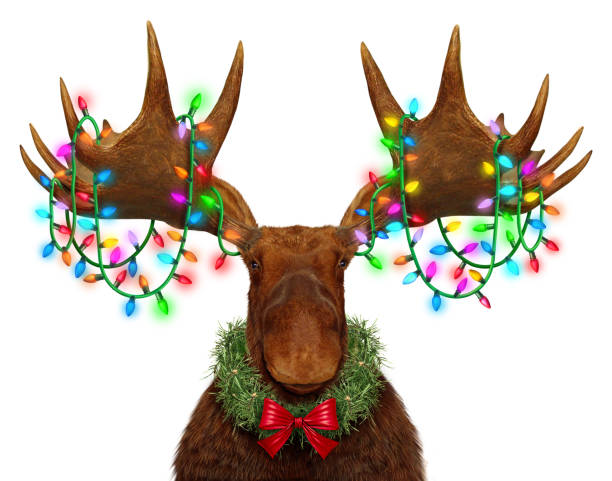 Funny Holiday Moose Funny Holiday Moose antlers With festive Lights as a whimsical fun northern forest animal decorated with bright glowing traditional Christmas light ornaments as a Winter celebration. bull moose stock pictures, royalty-free photos & images